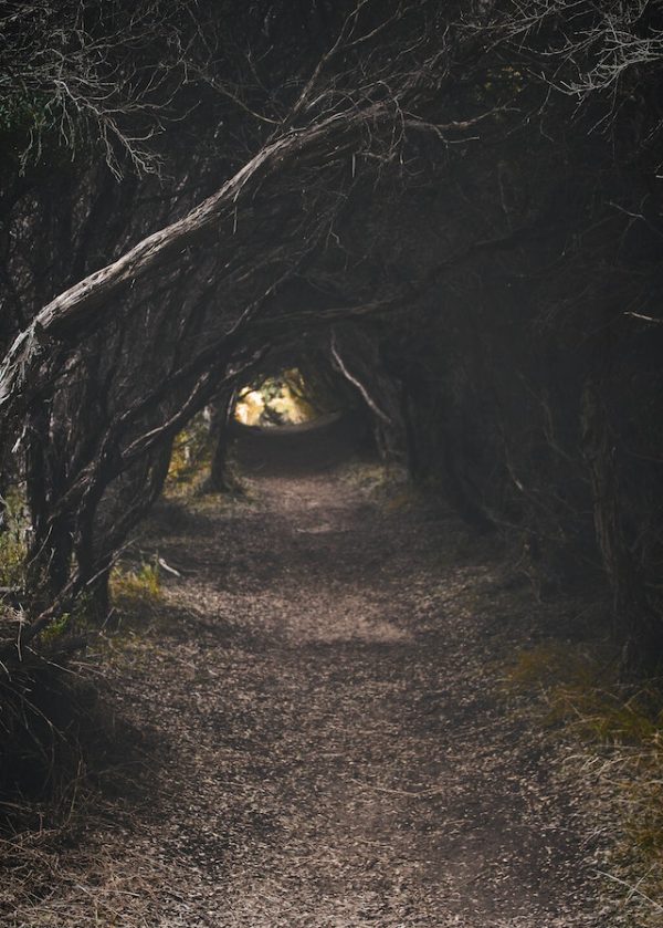 Forest Picture - Image 2