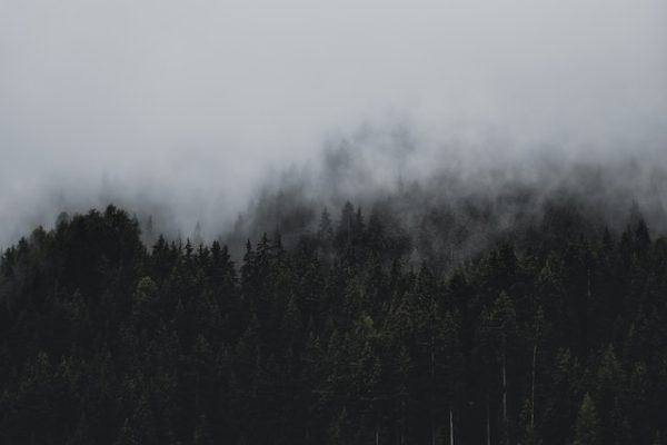 Forest Picture - Image 3