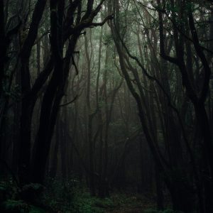 Forest Picture
