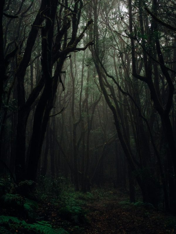 Forest Picture