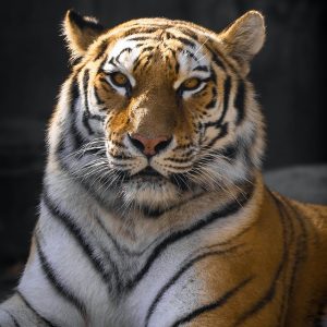 Tiger Picture